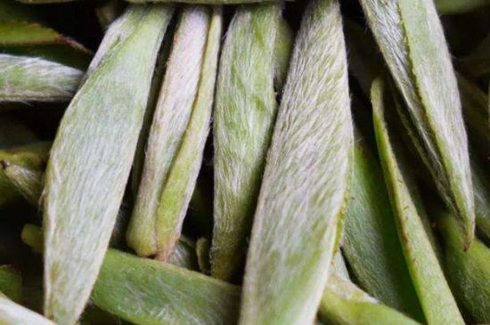 荒野銀針有什么特點(diǎn)，荒野銀針的味道口感咋樣？