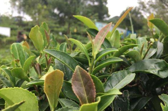 43號龍井屬于好茶嗎，龍井茶43號是什么意思？