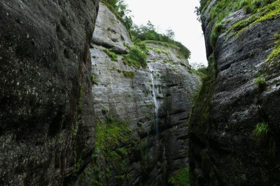 母樹大紅袍給誰喝了，為什么母樹大紅袍叫三棵六株？