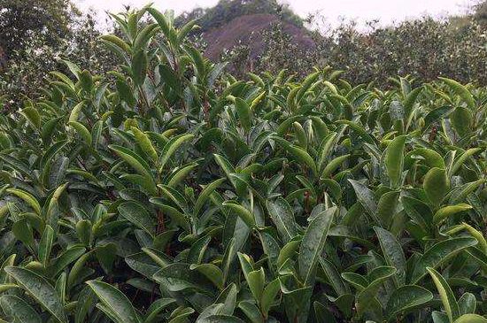 馬頭巖肉桂是大紅袍嗎，大紅袍肉桂屬于什么茶？