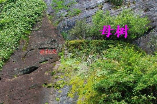 大紅袍拼配什么意思，大紅袍用什么茶拼配的