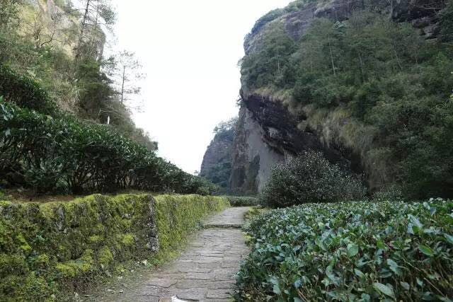 武夷山為什么盛產(chǎn)茶葉，武夷山茶為什么好喝？