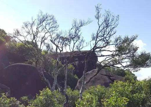 宋種一號價值為什么高，鳳凰單樅宋種1號價格與產(chǎn)量多少？