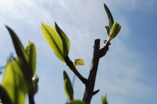 潮安鳳凰單叢十大名樅是什么，烏崠十大古樹(shù)名香品種介紹