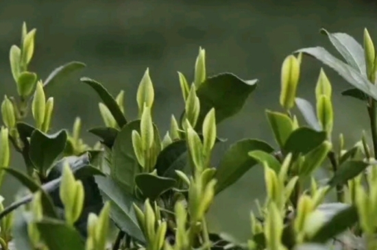 什么是雪前龍井茶，明前、雨前、雨后龍井有什么區(qū)別？