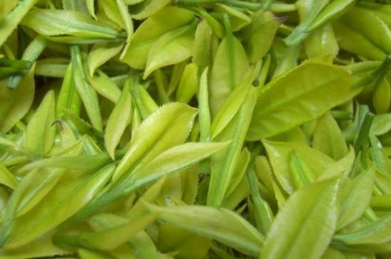 茶中奇葩黃金芽，安吉白茶中黃金芽的特點
