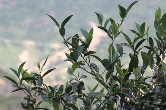 單叢茶十大香型以及常見(jiàn)品種大全，潮安鳳凰單樅十大名香歸類(lèi)