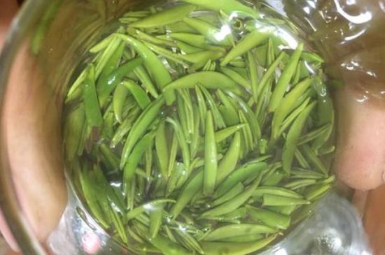 雀舌有一股青草味，雀舌為什么有青草味？