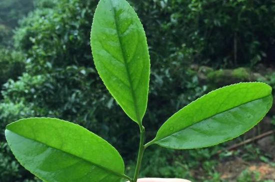 鋸朵仔跟鴨屎香哪個(gè)貴，鋸朵子和鴨屎香哪個(gè)好喝？