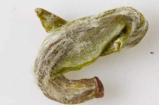 羊巖勾青是綠茶嗎，羊巖勾青茶屬于什么茶？