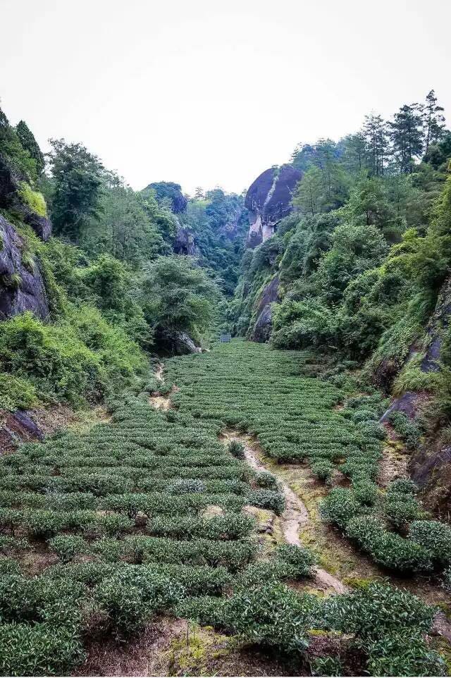 武夷山為什么盛產(chǎn)茶葉，武夷山茶為什么好喝？