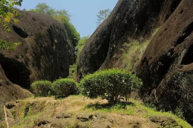 武夷山為什么盛產(chǎn)茶葉，武夷山茶為什么好喝？