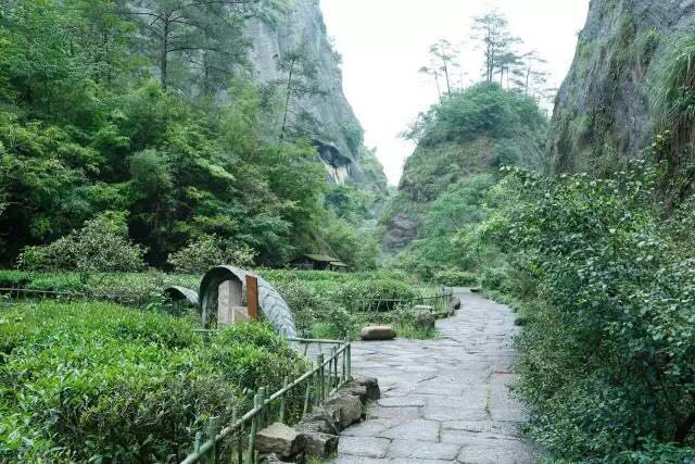 武夷山為什么盛產(chǎn)茶葉，武夷山茶為什么好喝？