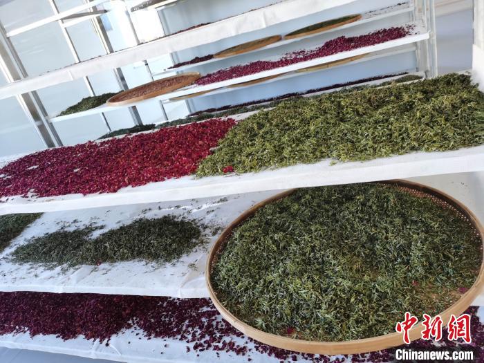 圖為王玲玲收購的各種山茶。　王鳴遠 攝