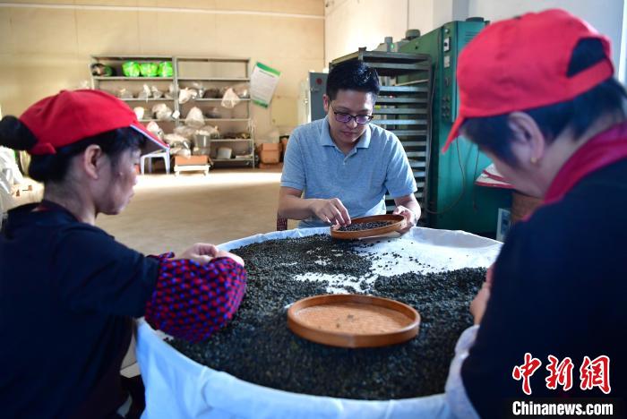 圖為張元豪在生產車間內與工人一起查看茶葉品質?！埍?攝