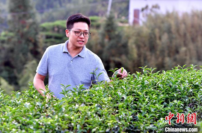 “臺二代”張元豪福建深山種茶十年：“來了，就對了”